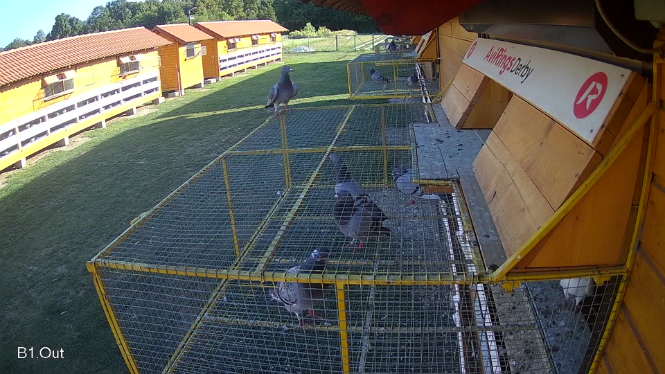 Pigeon Arrival Image For Race Race 5