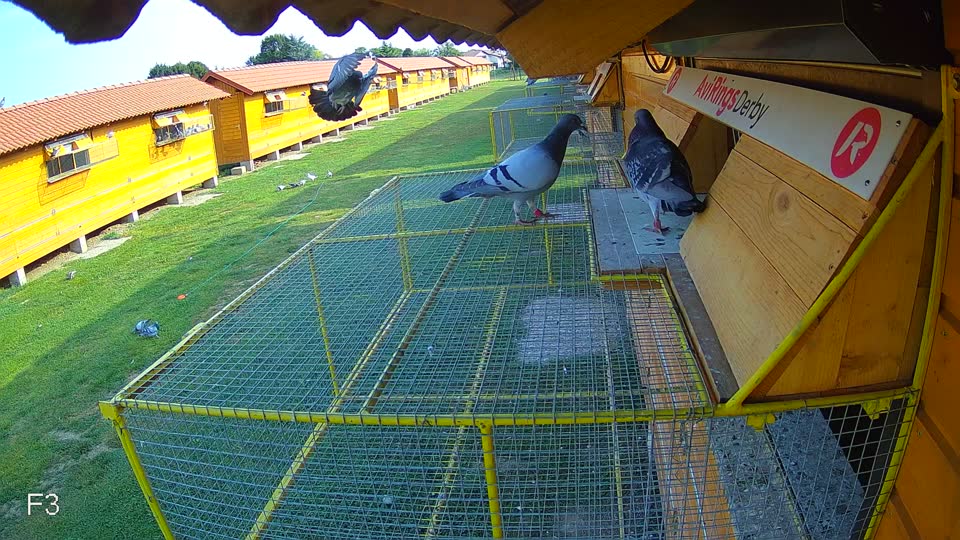 Pigeon Arrival Image For Race Race 4