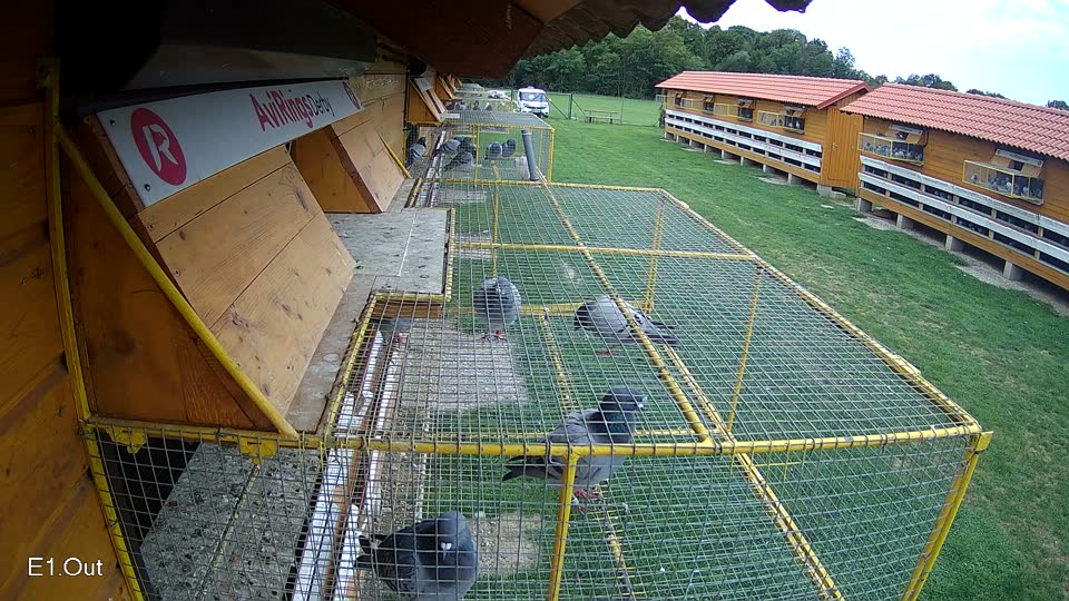 Pigeon Arrival Image For Race Race 6