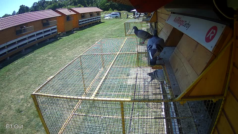Pigeon Arrival Image For Race Race 5