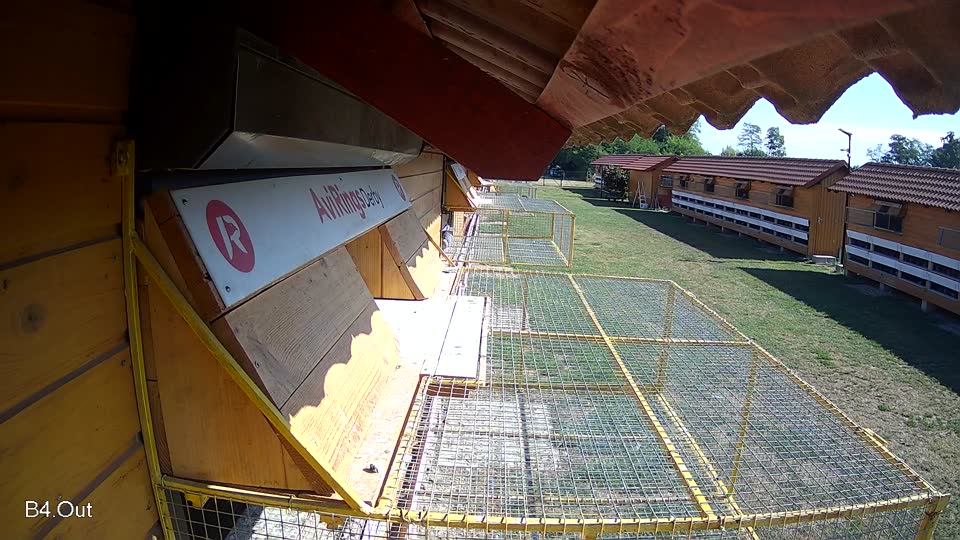 Pigeon Arrival Image For Race Race 2