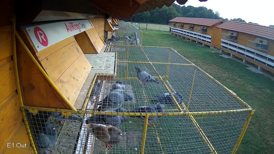 Pigeon Arrival Image For Race Race 4