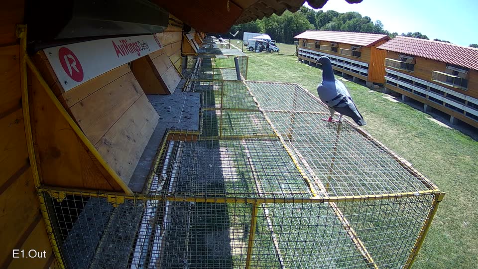 Pigeon Arrival Image For Race Race 5