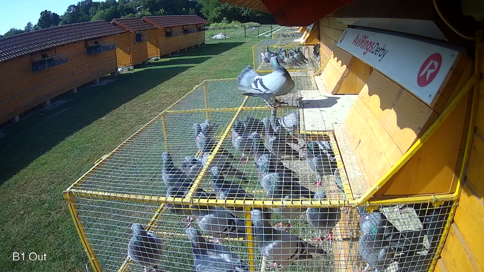 Pigeon Arrival Image For Race Race 3