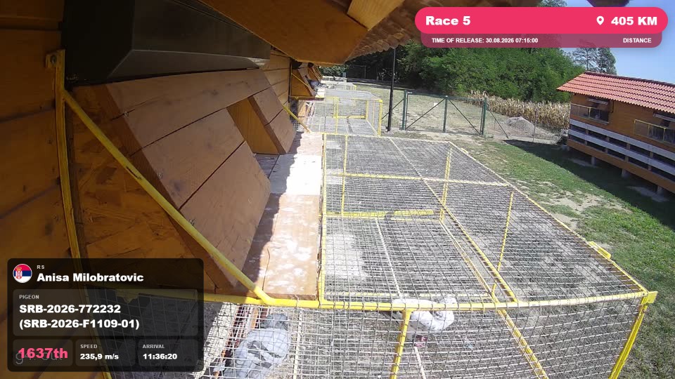 Pigeon Arrival Image For Race Race 5