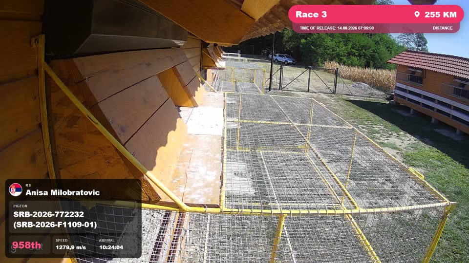 Pigeon Arrival Image For Race Race 3
