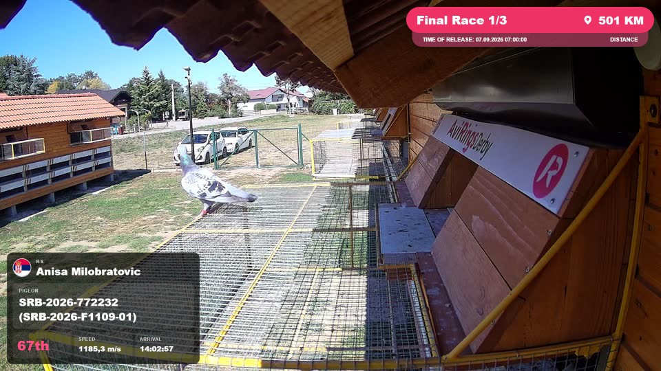 Pigeon Arrival Image For Race Final Race 1/3