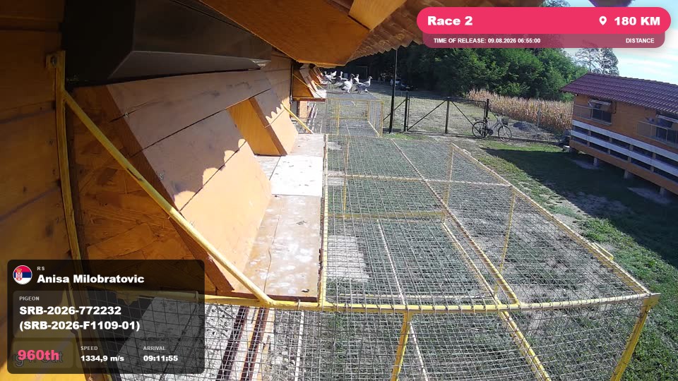 Pigeon Arrival Image For Race Race 2