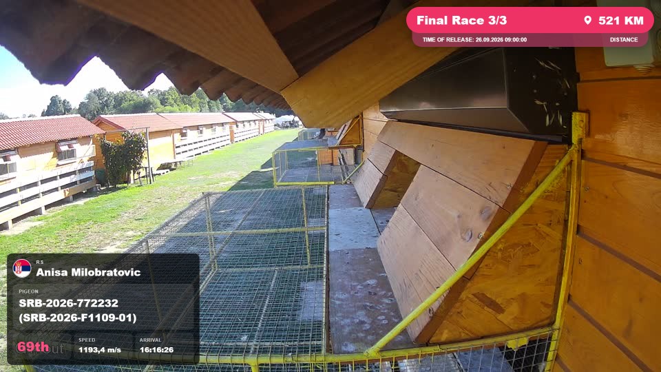 Pigeon Arrival Image For Race Final Race 3/3
