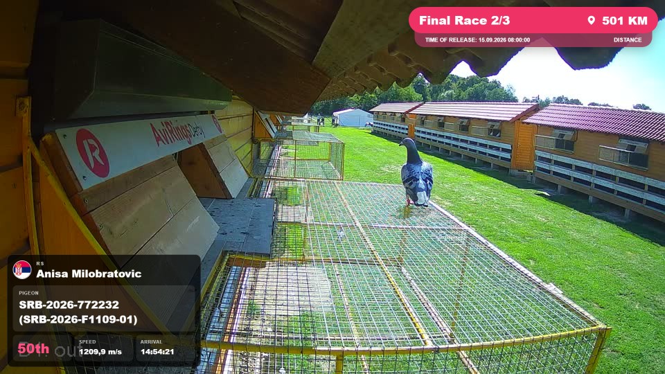 Pigeon Arrival Image For Race Final Race 2/3