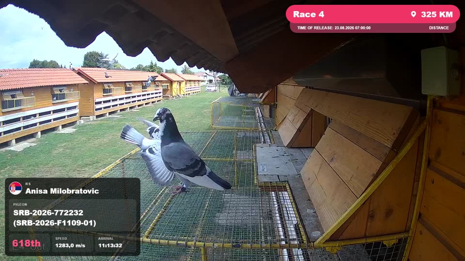 Pigeon Arrival Image For Race Race 4