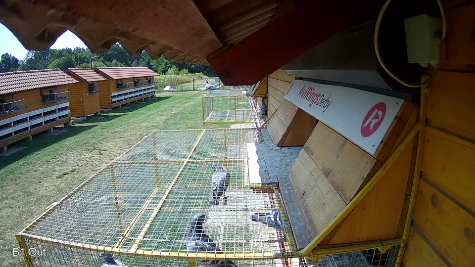 Pigeon Arrival Image For Race Race 1