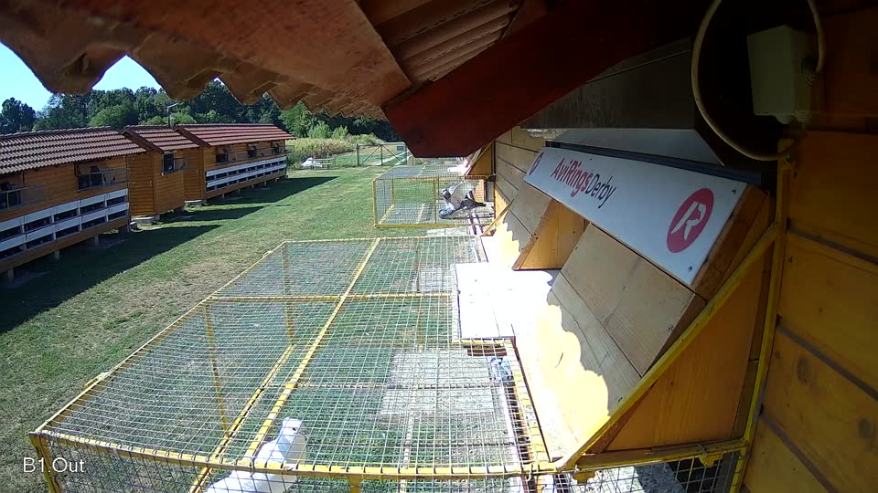 Pigeon Arrival Image For Race Race 2