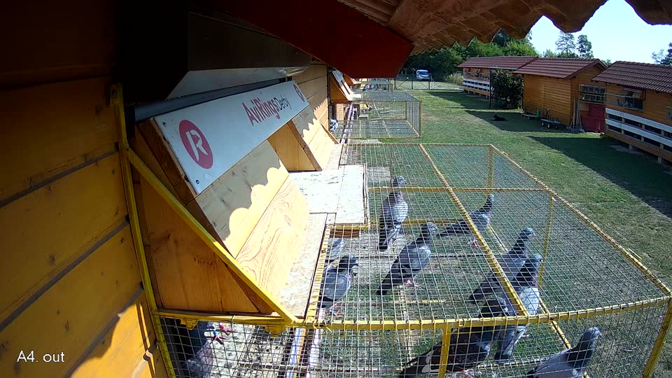 Pigeon Arrival Image For Race Race 1
