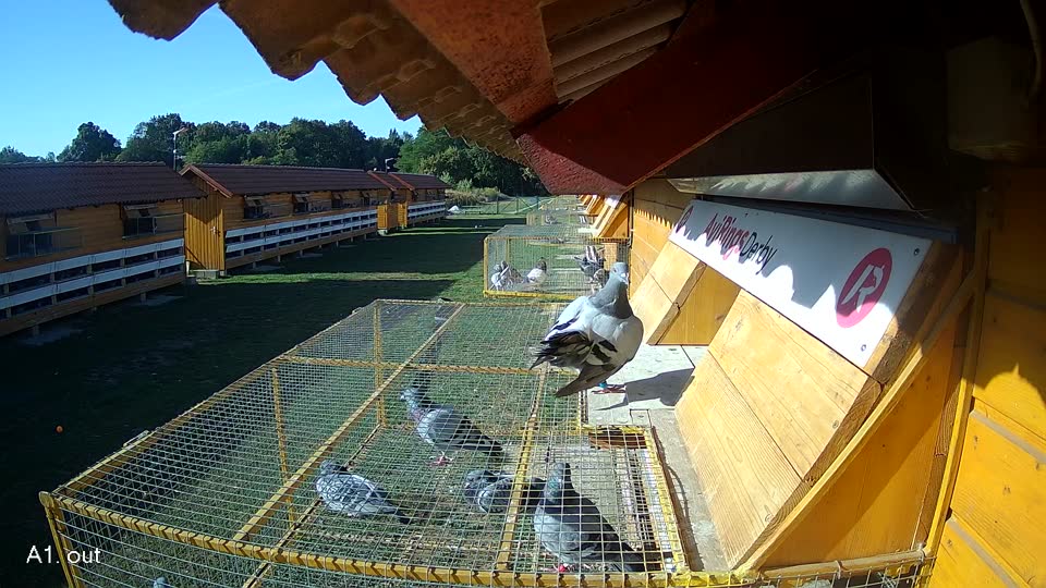 Pigeon Arrival Image For Race Race 5