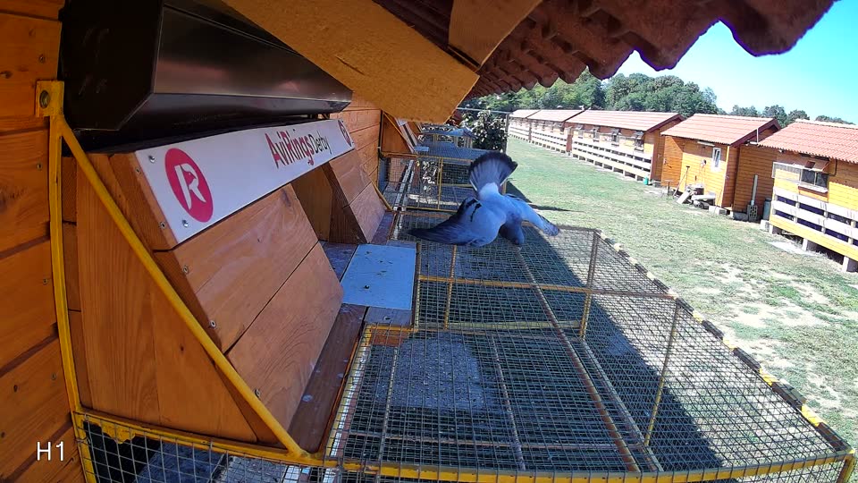 Pigeon Arrival Image For Race Race 3