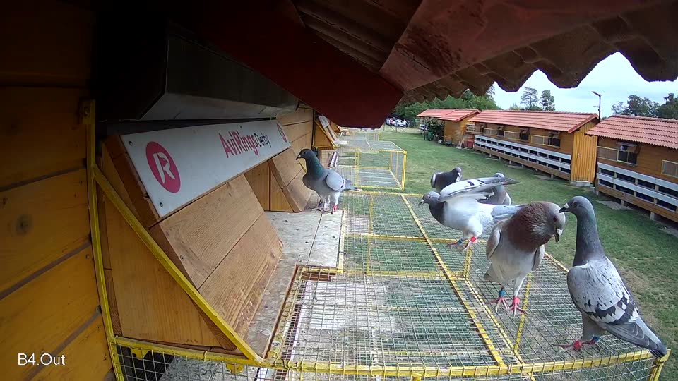 Pigeon Arrival Image For Race Race 4