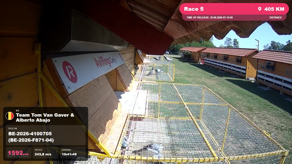 Pigeon Arrival Image For Race Race 5