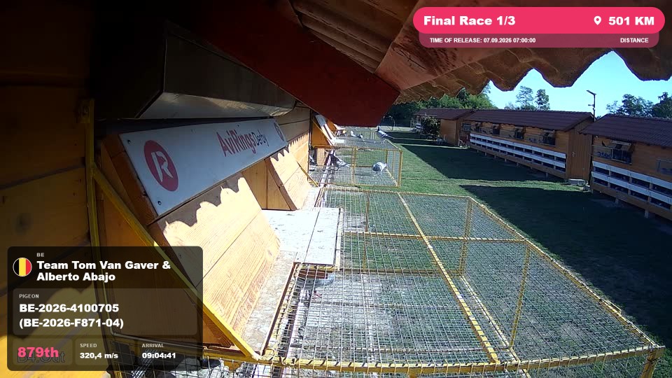 Pigeon Arrival Image For Race Final Race 1/3