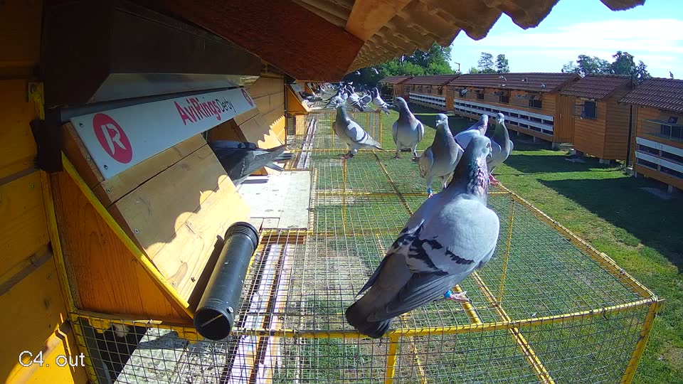 Pigeon Arrival Image For Race Race 2
