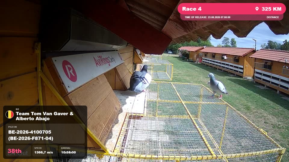 Pigeon Arrival Image For Race Race 4