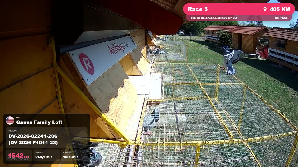Pigeon Arrival Image For Race Race 5