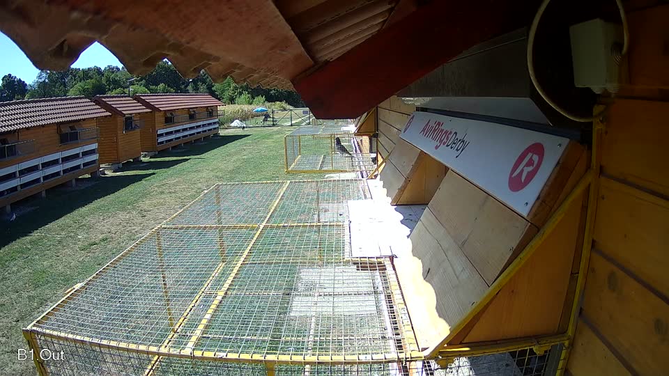 Pigeon Arrival Image For Race Race 3