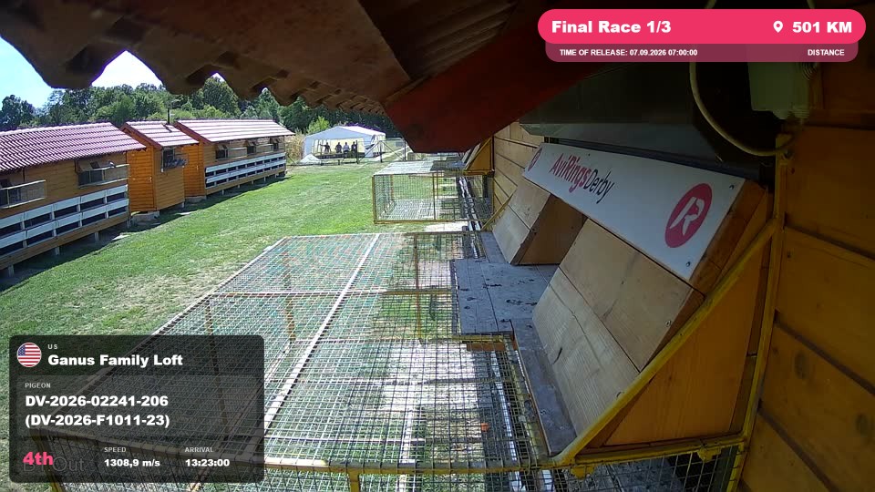 Pigeon Arrival Image For Race Final Race 1/3