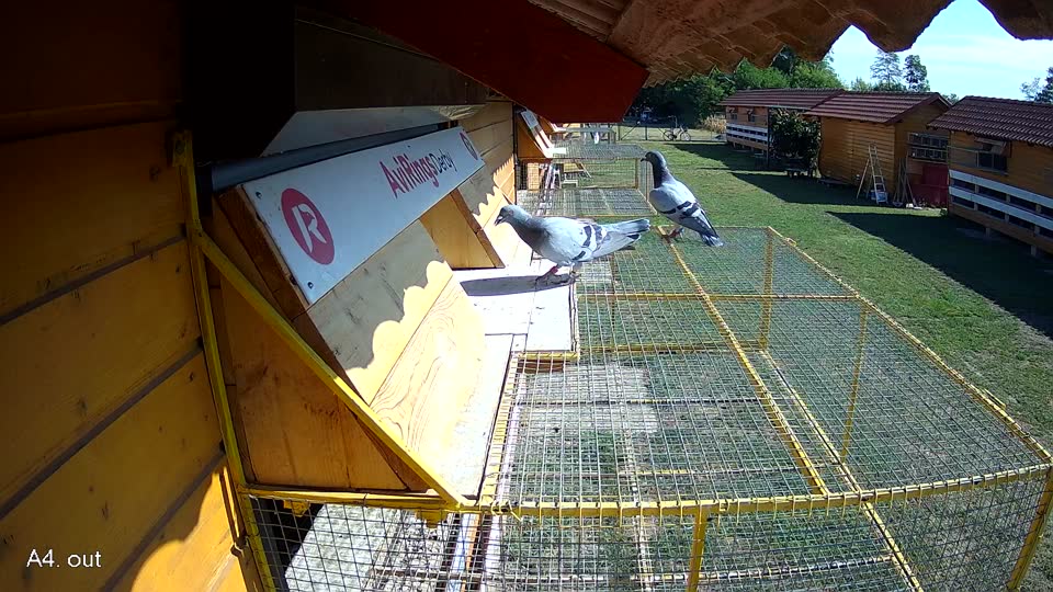 Pigeon Arrival Image For Race Race 2