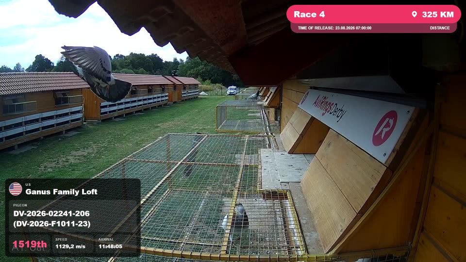Pigeon Arrival Image For Race Race 4