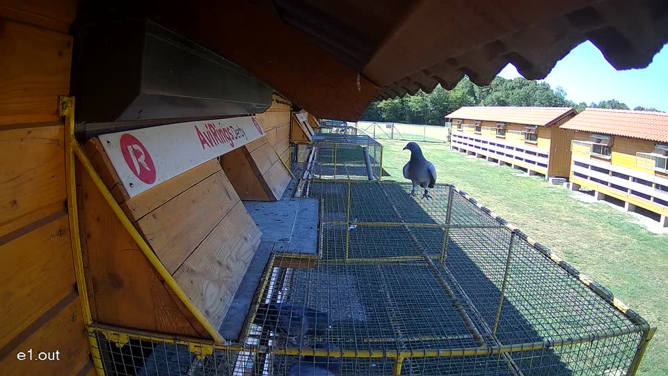Pigeon Arrival Image For Race Race 3