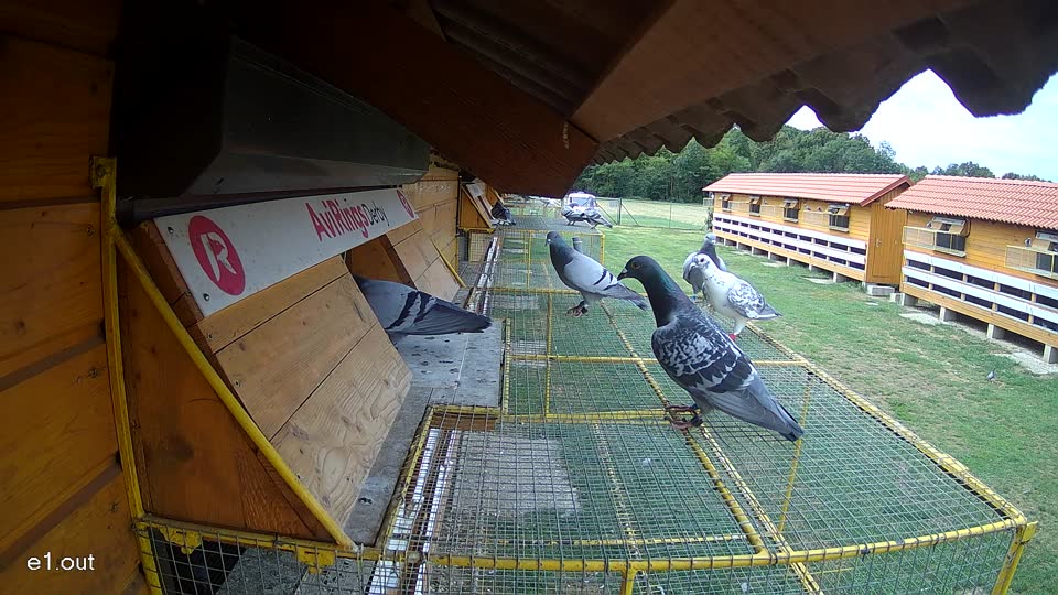 Pigeon Arrival Image For Race Race 4