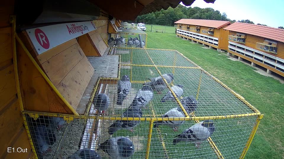 Pigeon Arrival Image For Race Race 6