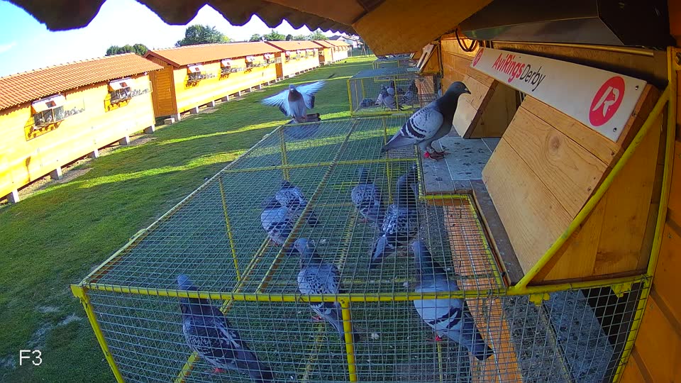 Pigeon Arrival Image For Race Race 5