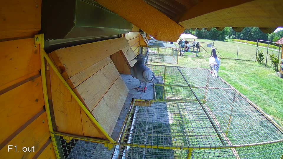 Pigeon Arrival Image For Race Race 5
