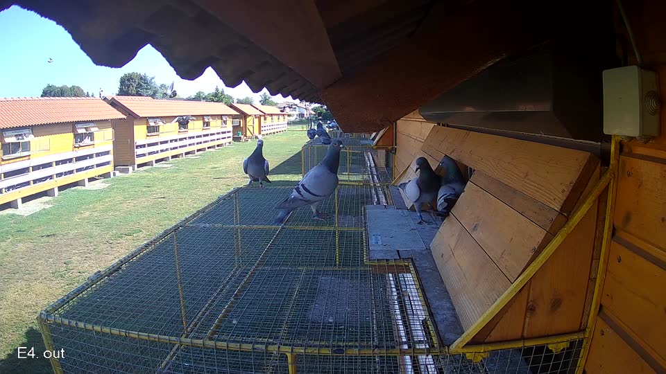 Pigeon Arrival Image For Race Race 2