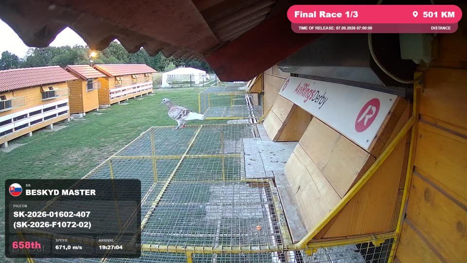 Pigeon Arrival Image For Race Final Race 1/3