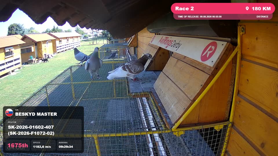 Pigeon Arrival Image For Race Race 2