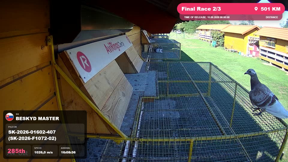 Pigeon Arrival Image For Race Final Race 2/3