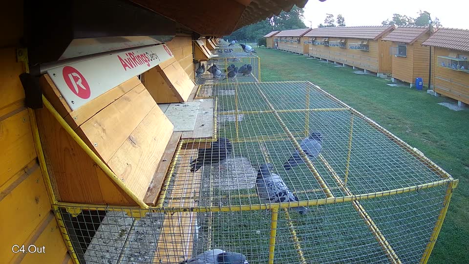 Pigeon Arrival Image For Race Race 3