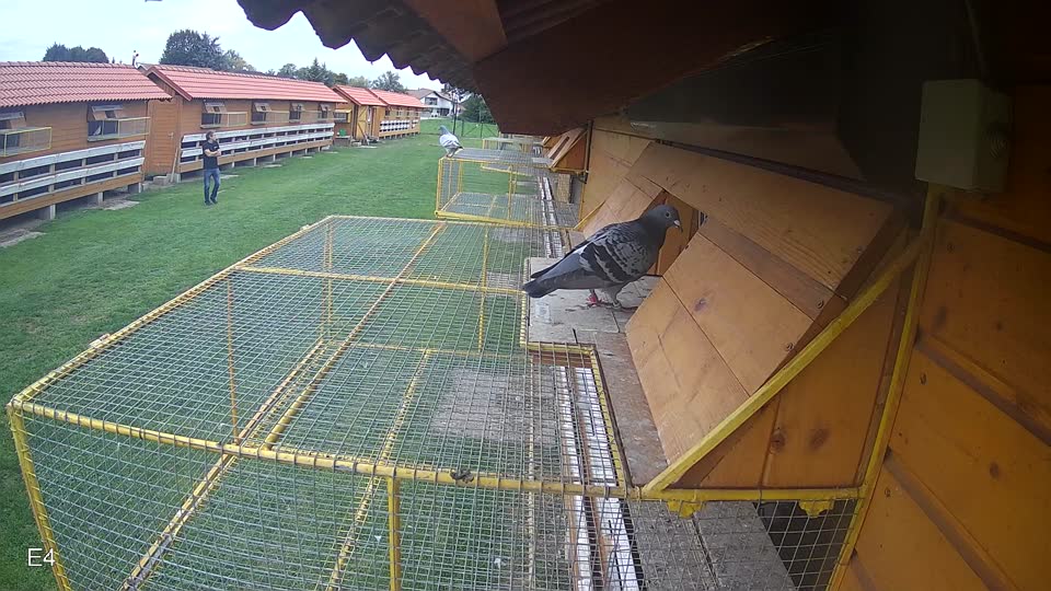 Pigeon Arrival Image For Race Final race 2