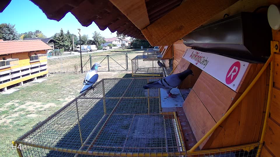Pigeon Arrival Image For Race Race 3