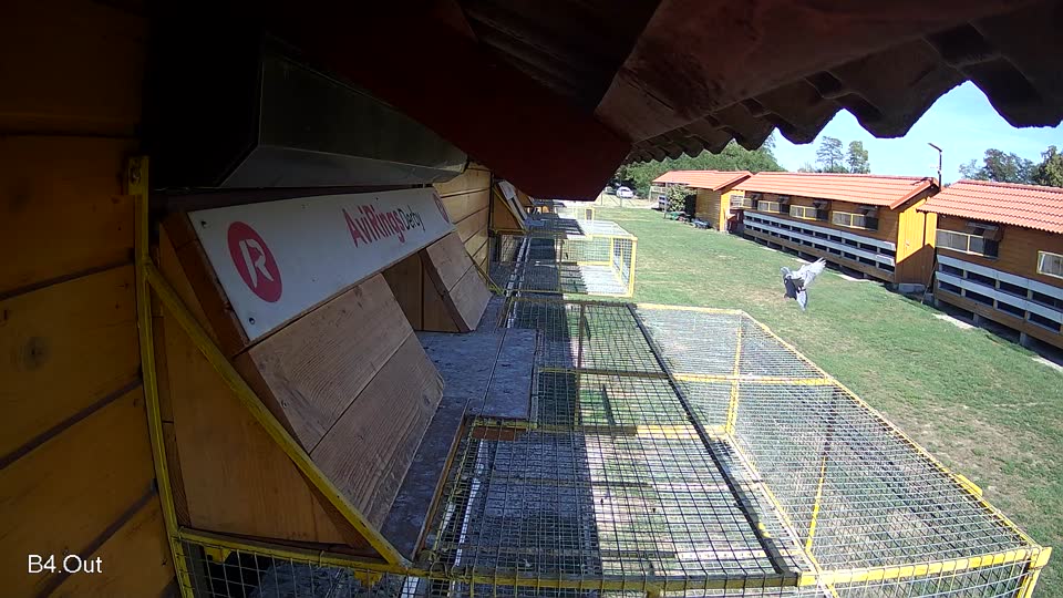 Pigeon Arrival Image For Race Final Race 1/3