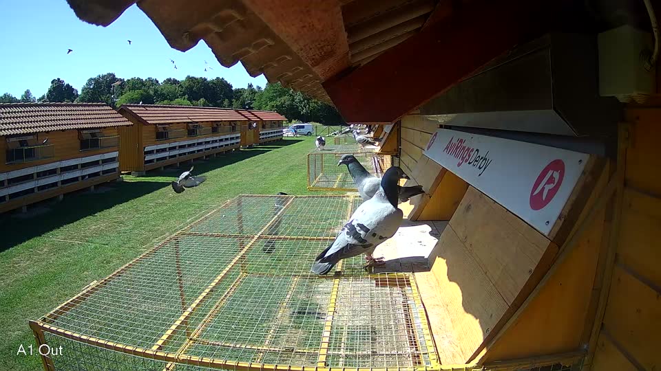 Pigeon Arrival Image For Race Race 2