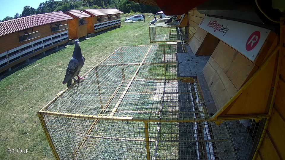 Pigeon Arrival Image For Race Race 5