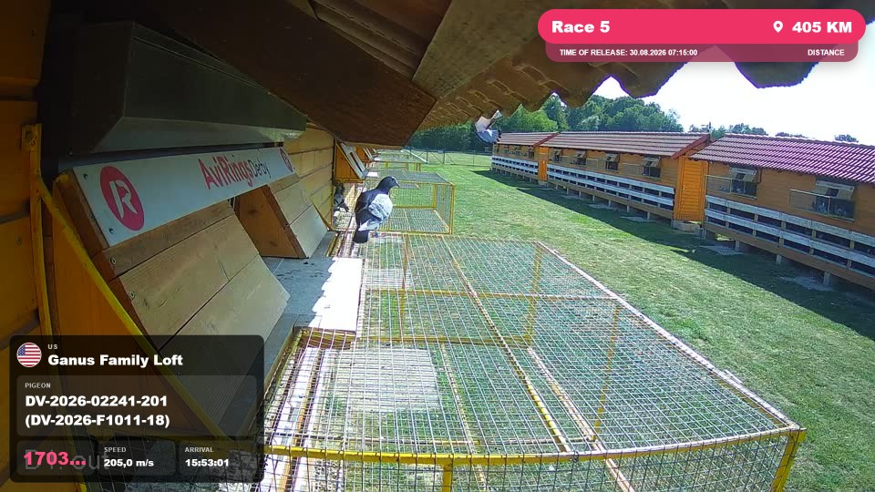 Pigeon Arrival Image For Race Race 5