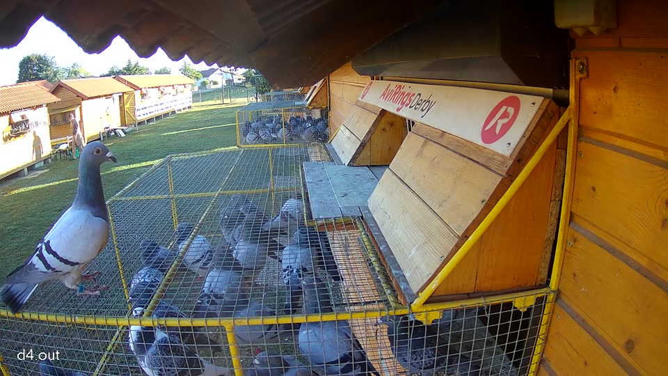Pigeon Arrival Image For Race Race 3