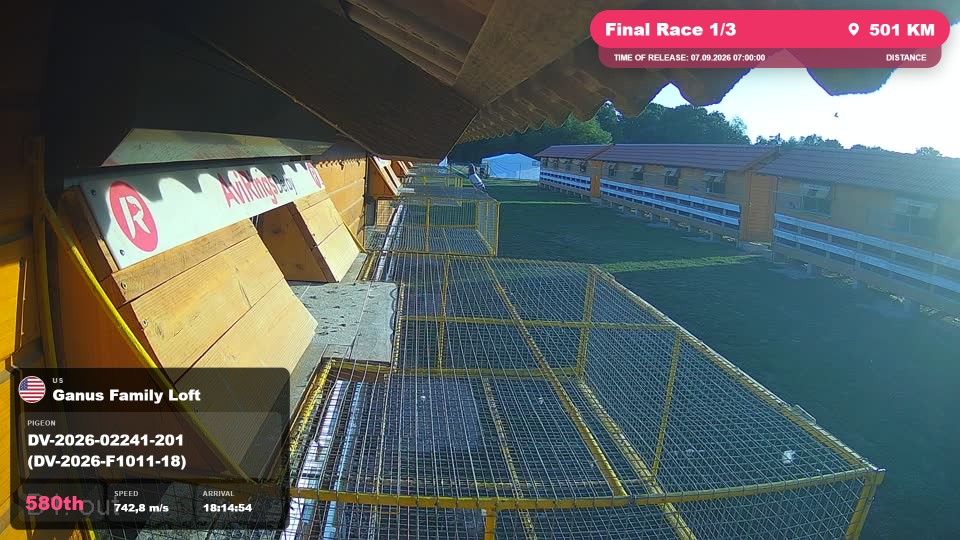 Pigeon Arrival Image For Race Final Race 1/3