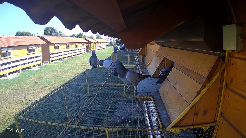 Pigeon Arrival Image For Race Race 2