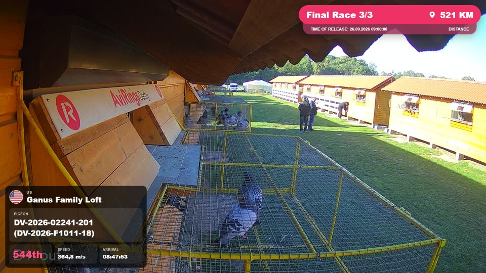 Pigeon Arrival Image For Race Final Race 3/3